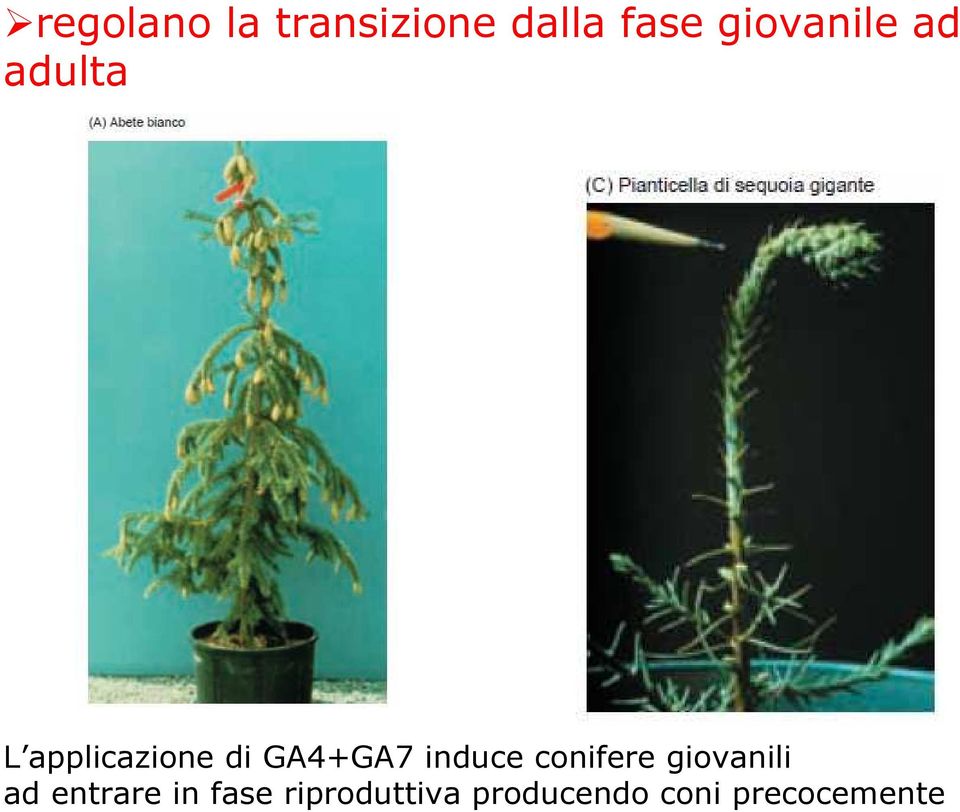 GA4+GA7 induce conifere giovanili ad