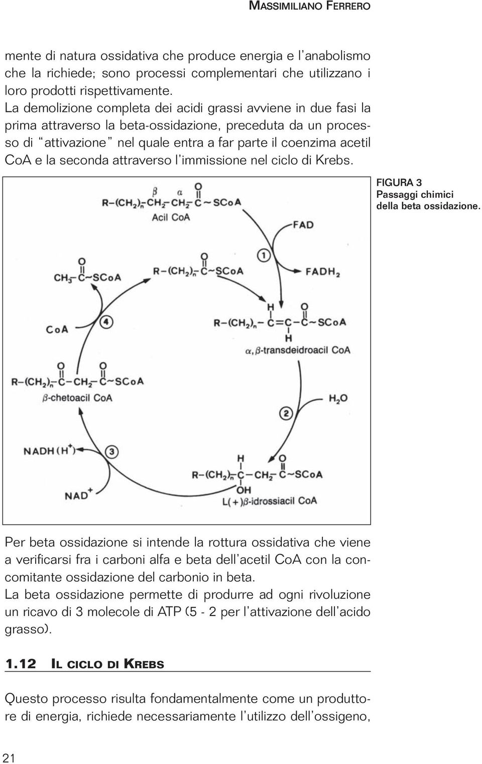 seconda attraverso l immissione nel ciclo di Krebs. FIGURA 3 Passaggi chimici della beta ossidazione.