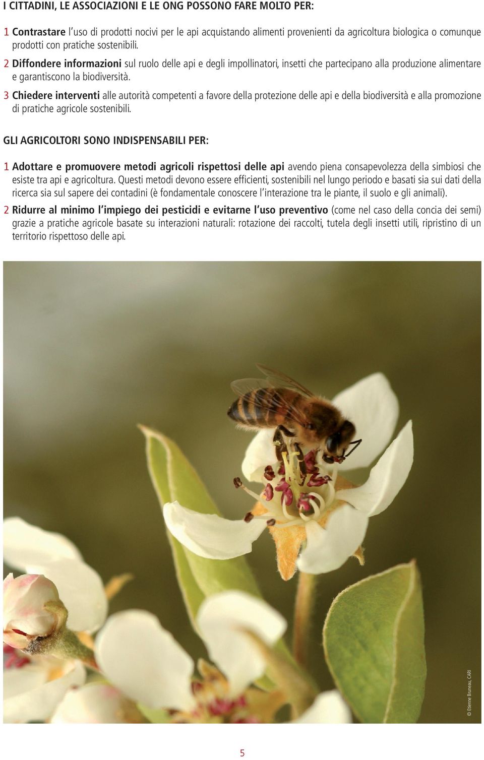 3 Chiedere interventi alle autorità competenti a favore della protezione delle api e della biodiversità e alla promozione di pratiche agricole sostenibili.
