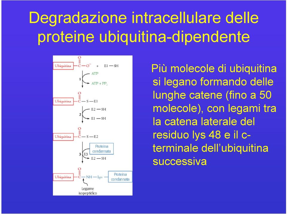 formando delle lunghe catene (fino a 50 molecole), con legami