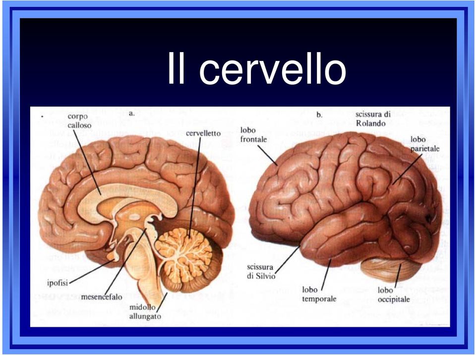 Anatomia