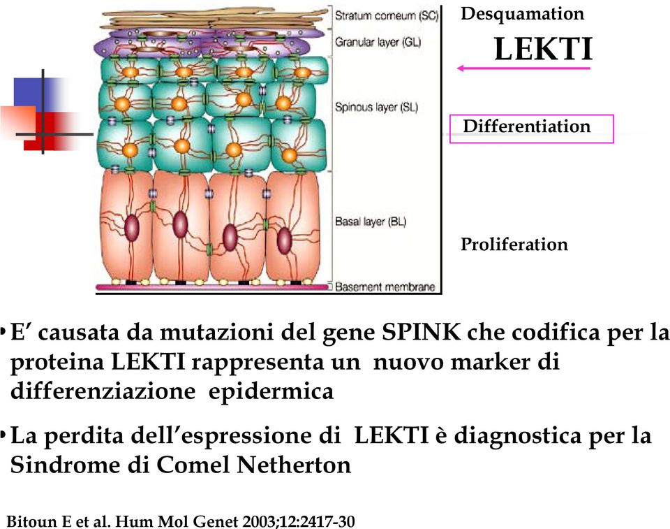 Proliferation E causata da mutazioni del gene SPINK che codifica per la