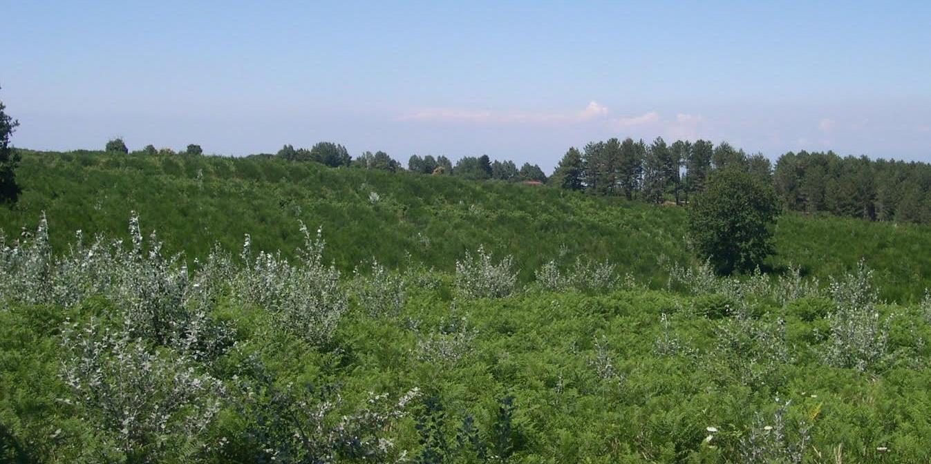 PAESAGGIO: Giardino Aspromontano della Biodiversità Importo opera: 200.