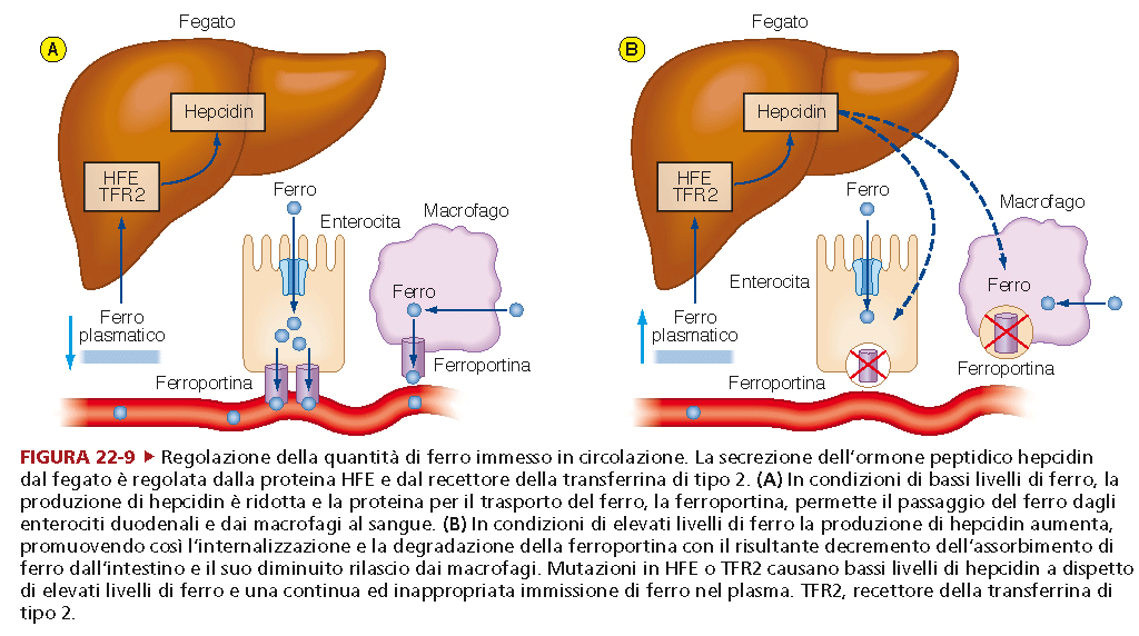 Anemia da carenza di Ferro (2) Un importante meccanismo di regolazione della quantità di Fe immesso in circolo coinvolge la regolazione della