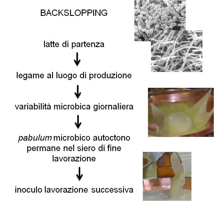 LE COLTURE LATTICHE IN SIERO Importanza - origine geografica - tecnologica e (micro)biologica - economica e culturale