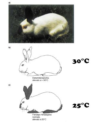 Conigli omozigoti per c h Fenotipo Himalaiano Mutanti c h temperatura sensibili: proteina non