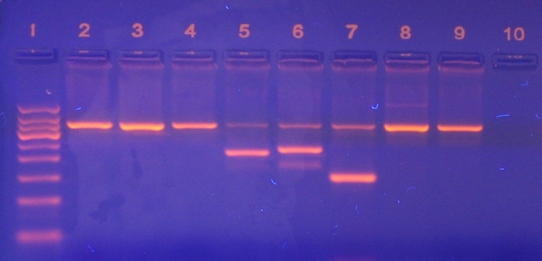 Traditional PCR o END POINT PCR 30-35