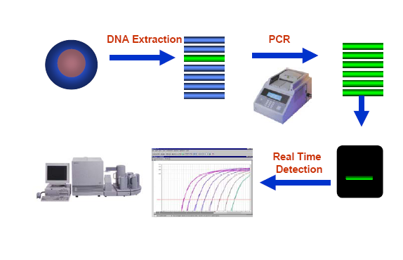 Real Time PCR ( TaqMan) dntps