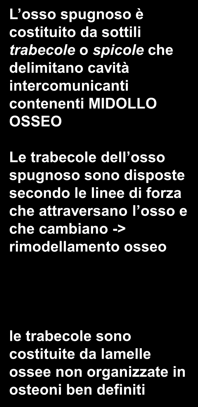 disposte secondo le linee di forza che attraversano l osso e che cambiano -> rimodellamento