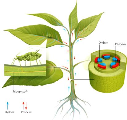 L unico insetticida a doppia sistemia: acropeta e basipeta