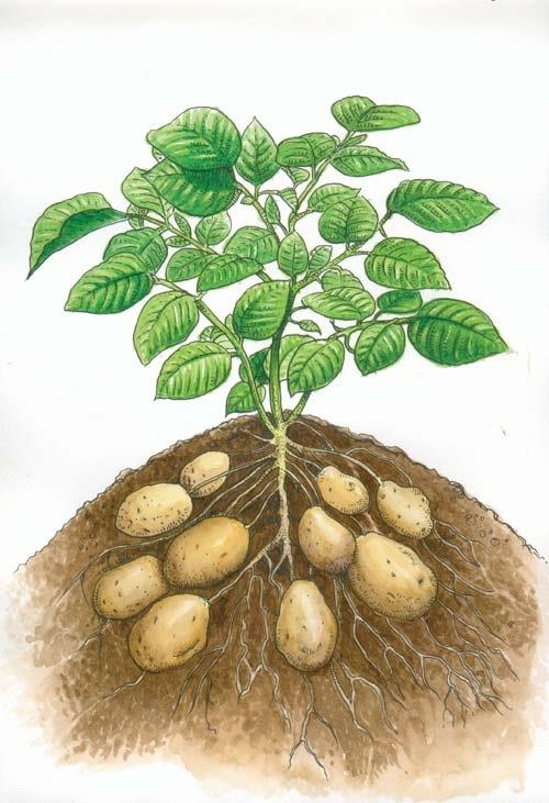 Modello di coltivazione della patata in