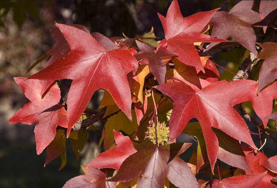 Colori d autunno: Foliage Nel periodo autunnale tutti gli anni vediamo cambiare in maniera graduale e drammatica l aspetto del verde delle foglie.