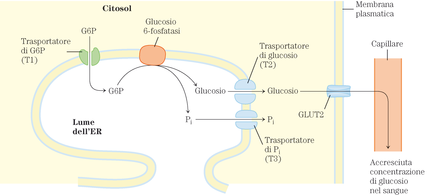 Ruolo del fegato nell omeostasi dei livelli di glucosio Nel muscolo, il G6P può continuare nella via glicolitica o lungo la via del pentoso fosfato.