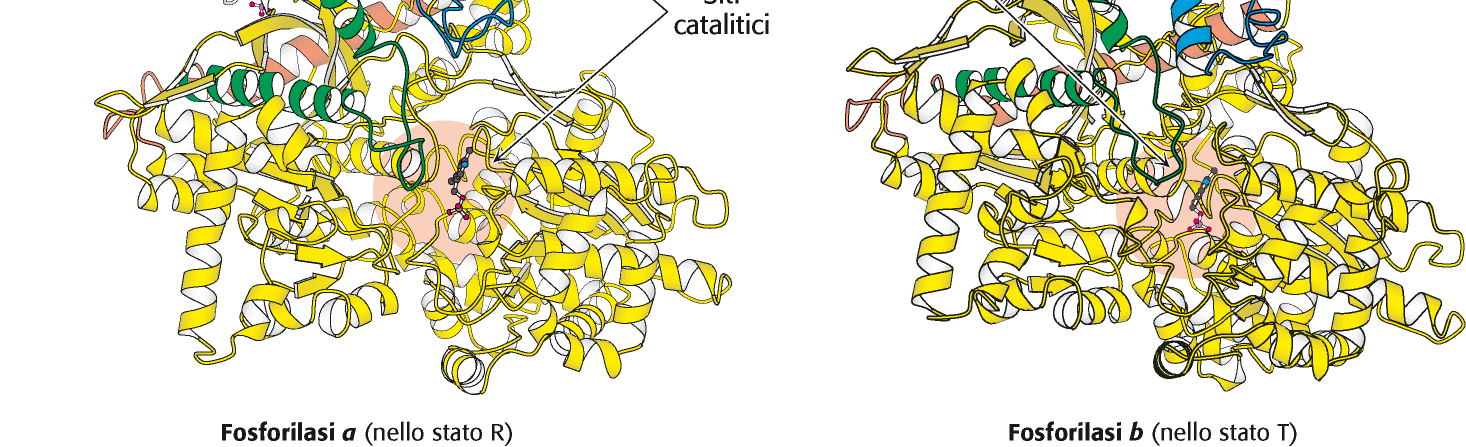 Regolazione della glicogeno fosforilasi La glicogeno fosforilasi è