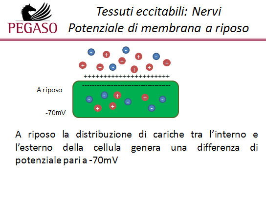 potassio, più concentrato all interno diffonde verso i liquidi extracellulari) e secondo la carica (ad esempio il sodio diffonde nell ambiente intracellulare anionico).