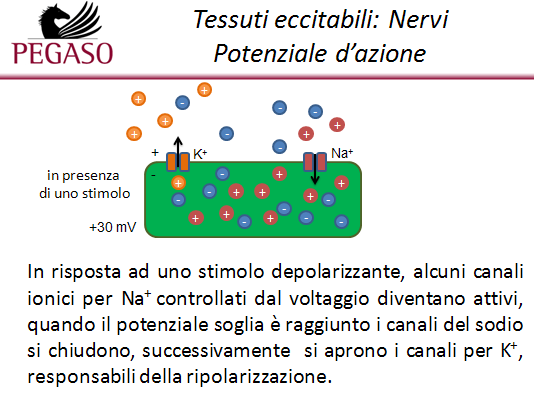 Figura 9: schema rappresentativo dell azione degli ioni sodio e potassio nella genesi del potenziale d azione.