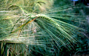 ORZO L'orzo (Hordeum vulgare), quarto cereale nel mondo in ordine di importanza, viene variamente utilizzato nella alimentazione umana, in quella zootecnica, nella produzione di malto e, raccolto