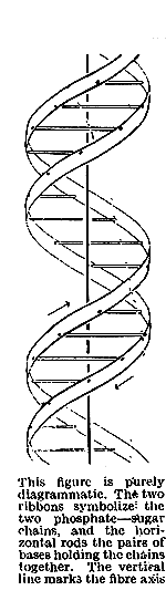 Nature, Vol. 171, p.737, April 25, 1953 MOLECULAR STRUCTURE OF NUCLEIC ACIDS A Structure for Deoxyribose Nucleic Acid We wish to s ugge st a structure for the salt of deoxyribose nucleic acid (D.N.A.).