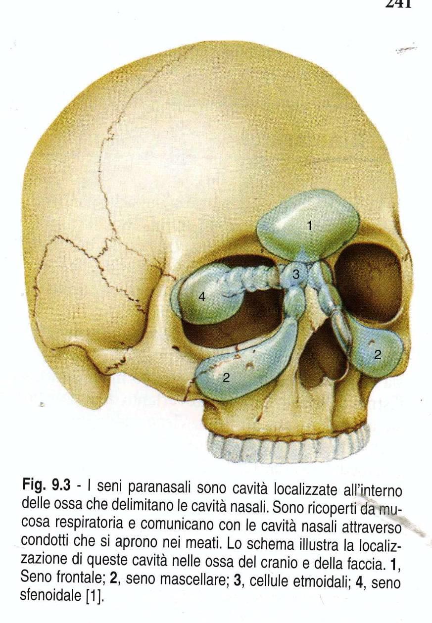 Contengono aria più calda di quella esterna-> minor rischio contraz vasi retinici (diminuisce capacità