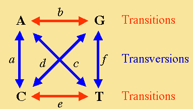 Sostituzioni : mismatches DNA scoring matrices Matrici più complesse possono distinguere ad esempio tra transizioni e trasversioni