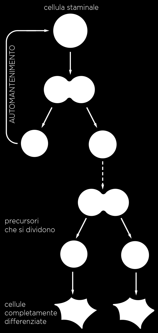 RINNOVAMENTO DEI TESSUTI cellule staminali sono