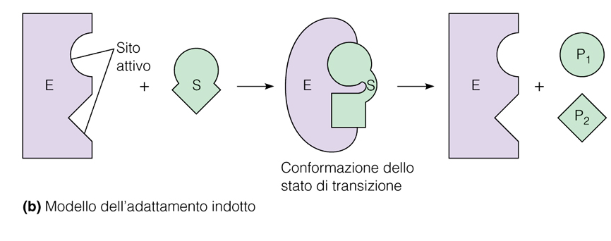 modello dell adattamento indotto di Koshland L enzima ha un sito che può alloggiare in modo specifico un substrato ma questo sito