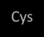 velocità di reazione Cys-25 His-159 Massima attività Cys-25 His-159 2 3 4 5 6 7 8 9 ph Cys-25 His-159 Massima attività: intervallo di ph compreso fra i pka di due residui amminoacidici del sito