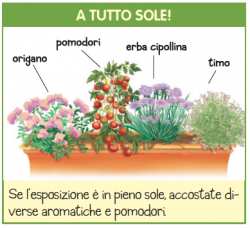 La luce Cerca un posto con almeno sei ore di luce solare diretta al giorno.