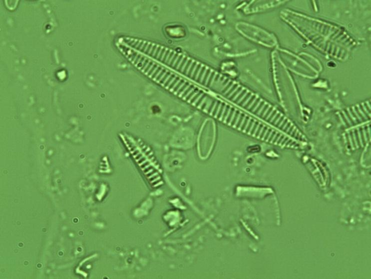 Achnanthidium minutissimum e bisolettianum, anche se dominante è risultata l Amphora pediculus seguita dalle Navicule: tripunctata, veneta e reicharditiana, specie ritenute più tolleranti.