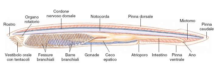 17. Le origini dei