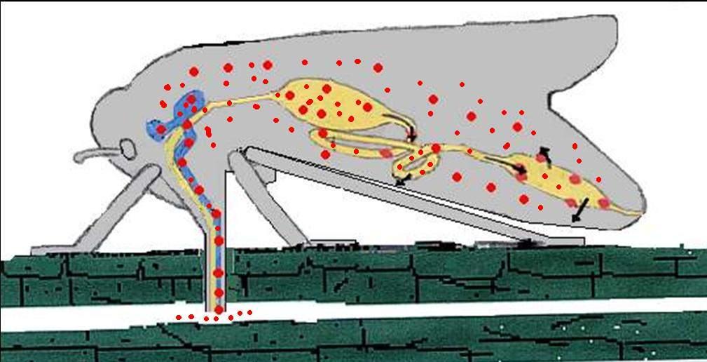 giorni) Inoculazione: il fitoplasma durante l attività trofica