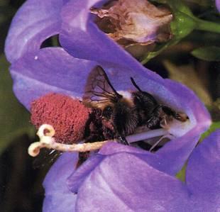 Megachile rotundata -Apoideo solitario importante impollinatore della medica (Alfalfa leafcutting bee) -Caratterizzata dalla presenza di spazzola ventrale -Il ciclo prevede fino a due generazioni all