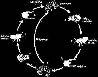 Megachile rotundata: ciclo biologico -Svernamento come larva matura -All innalzarsi della temperatura le larve si impupano -I maschi emergono dopo 18-20 giorni, le femmine dopo 21-24.
