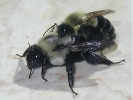 Bombus spp.