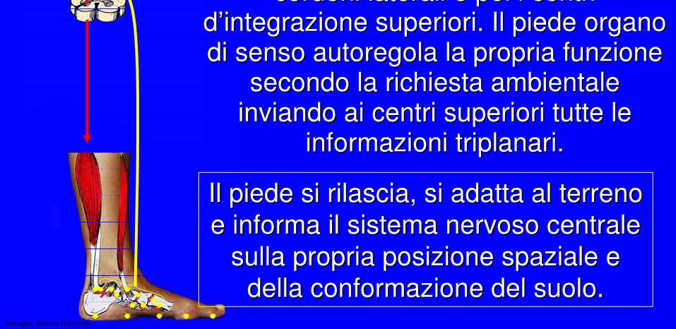 LA PIANTA DEL PIEDE E RICCA DI RECETTORI, OSSIA DI MINUSCOLE STRUTTURE DI SENSIBILITA,