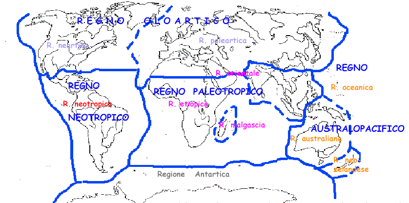LE REGIONI ZOOGEOGRAFICHE Vengono generalmente riconosciute 6-9 regioni zoogeografiche riunite, in base alle loro maggiori affinità faunistiche, in 4 regni o domini zoogeografici: Regno Olartico