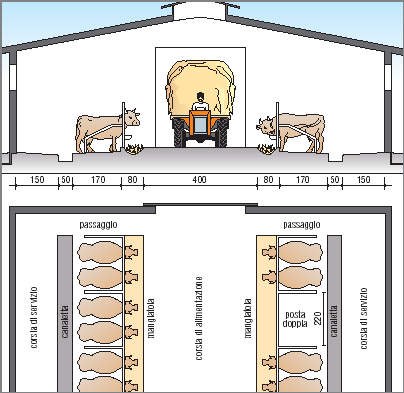 Stalla I bovini sono in Italia i mammiferi più allevati La stalla è divisa in tre zone funzionali.