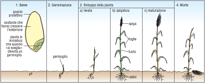 Ciclo di una pianta erbacea Semina: deposizione di un seme nel terreno.