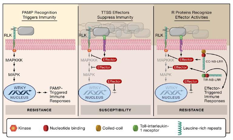 La PTI è la prima risposta attiva alla percezione del patogeno La PTI viene iniziata dopo il riconoscimento di strutture microbiche evolutivamente conservate da recettori superficiali delle cellule