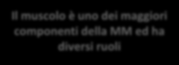 Composizione corporea % composizione corporea (peso) Massa Grassa Massa Magra (MM) 25% 75% Il muscolo è uno dei maggiori componenti della MM ed ha diversi ruoli Acqua 70% Forza Guarigione