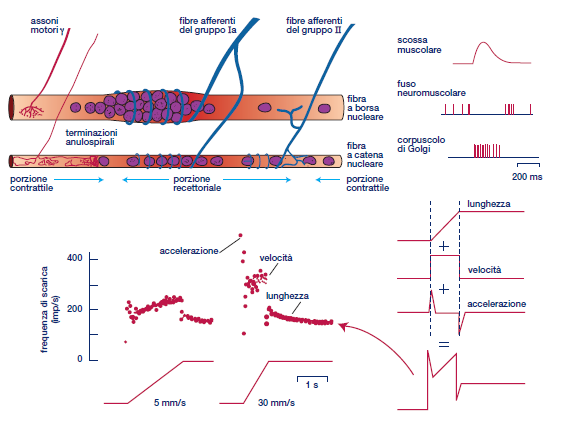 FUSO NEUROMUSCOLARE: formato da fibre intrafusali, sensibili all allungamento del muscolo CONTRAZIONE Le fibre Ia trasmettono informazioni