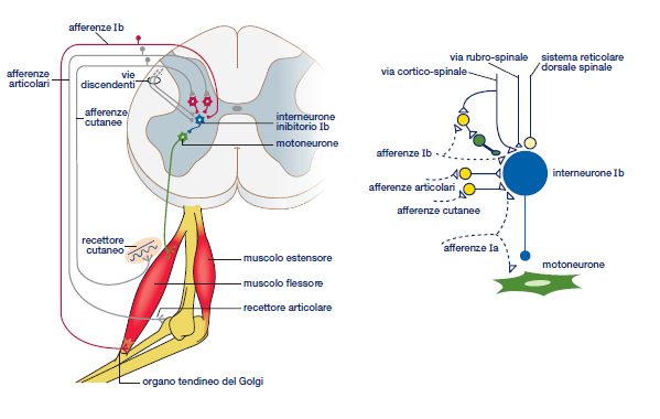 Riflesso miotatico inverso fibre Ib: grosso calibro ed elevata v di conduzione sensibili