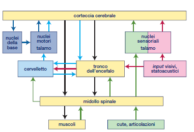 ORGANIZZAZIONE GERARCHICA DEL CONTROLLO MOTORIO: in funzione dell input i centri superiori programmano il movimento in termini generali e quelli inferiori (tronco encefalico e MS ) definiscono il