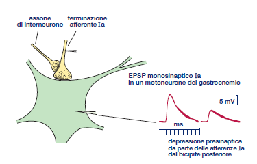 CONTROLLO SPINALE DEL MOVIMENTO VOLONTARIO I circuiti dei riflessi spinali possono essere modificati