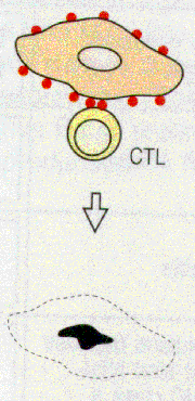 Solubile Solubile Cellule Attivazione Complemento Fagociti Attivazione Macrofagi Citotossicità Reazioni Riniti, asma,