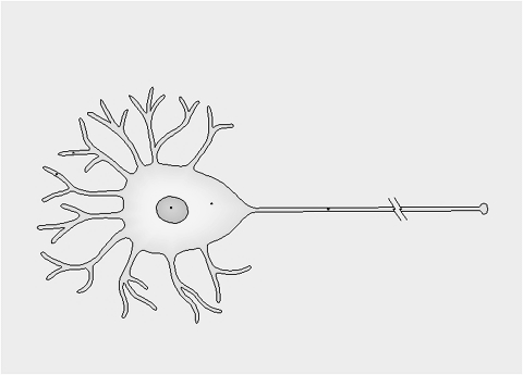 LE POPOLAZIONI CELLULARI 1) cellule perenni: non si dividono nel tessuto ormai sviluppato. Es.