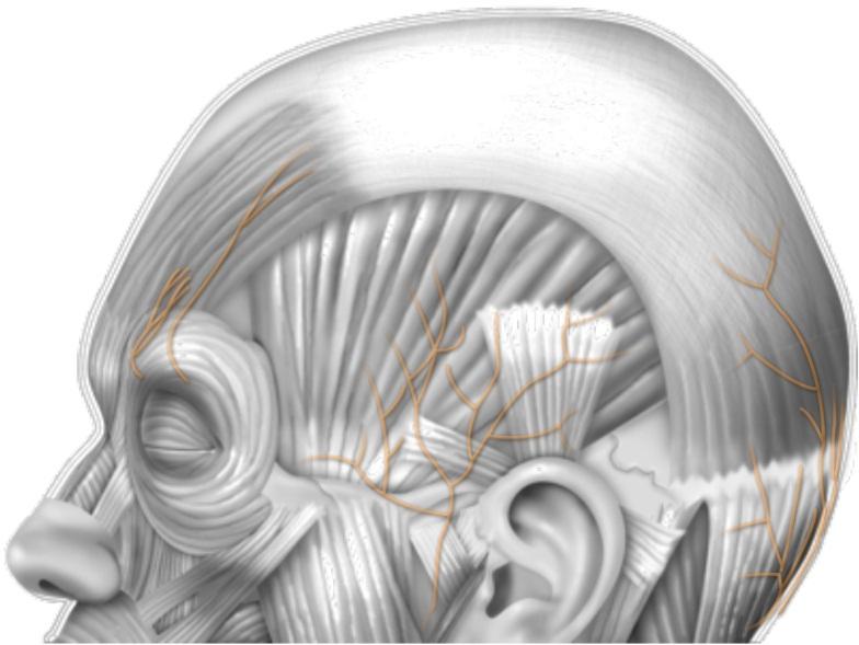 Nervo auricolo-temporale Nervo auricolotemporale Nervo occipitale minore 1.