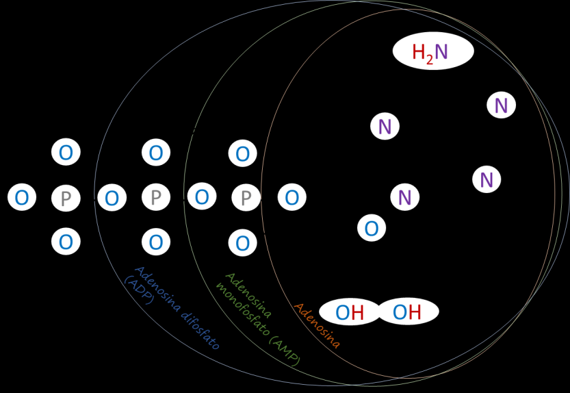 Reazioni anaboliche Le reazioni anaboliche assemblano molecole complesse e ordinate partendo da molti reagenti di piccole dimensioni; tendono ad aumentare l ordine della cellula, chiedono energia