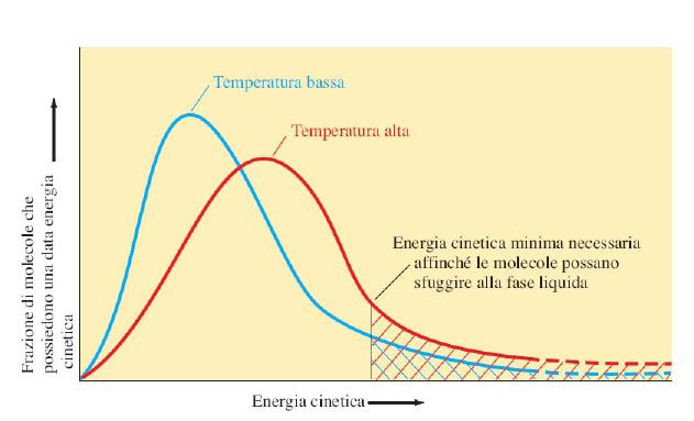 EVAPORAZIONE L evaporazione è il processo attraverso il quale le molecole sulla superficie di un liquido passano alla fase gassosa.