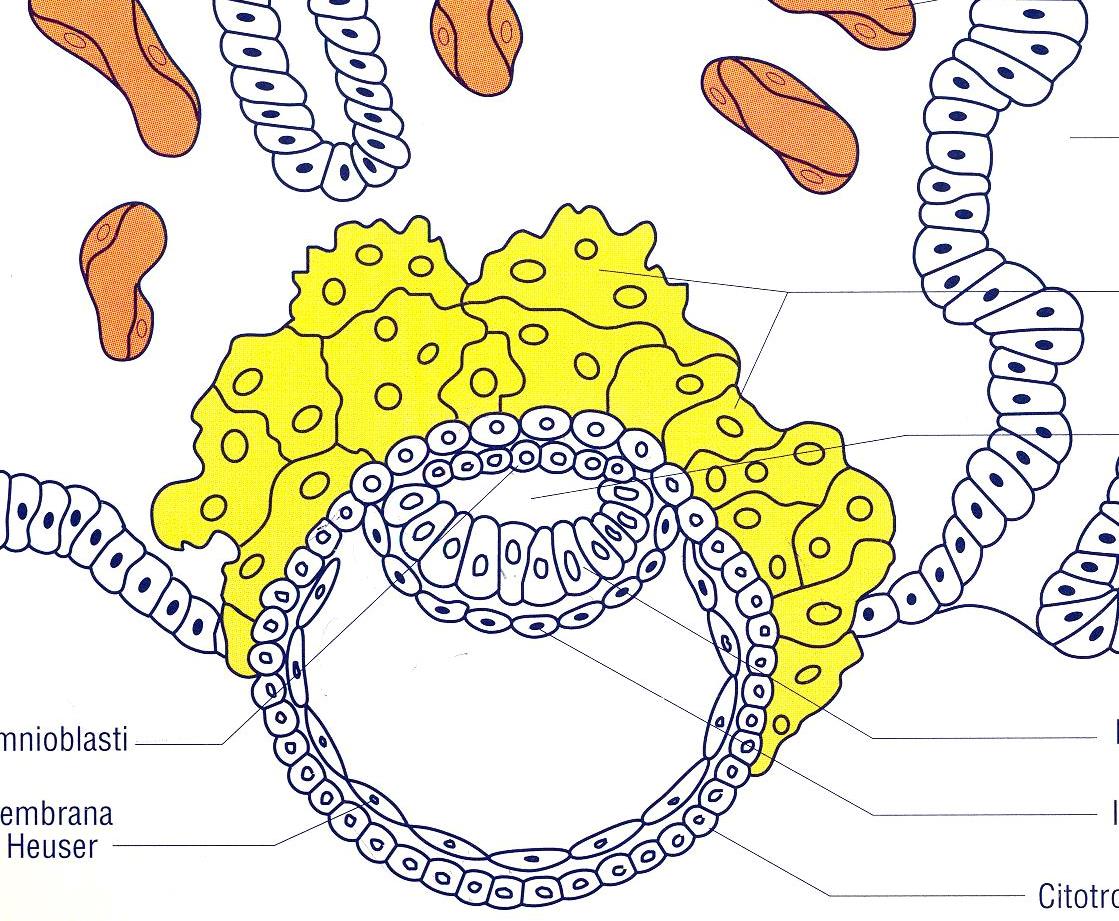SVILUPPO: II SETTIMANA 8-9 g DISCO EMBRIONALE Fra CITOTROFOBLASTO e NODO EMBRIONALE si formano fessure piene di